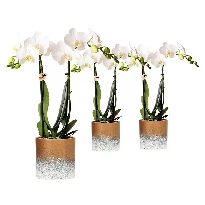 Piardino Schmetterlingsorchidee in Keramik Bronze/Grau - Phalaenopsis Hybride, Topfgröße: 9 cm, Sortenabhängig, Aufrecht - Drei weiße Orchideen in gold-weiß texturierten Töpfen.