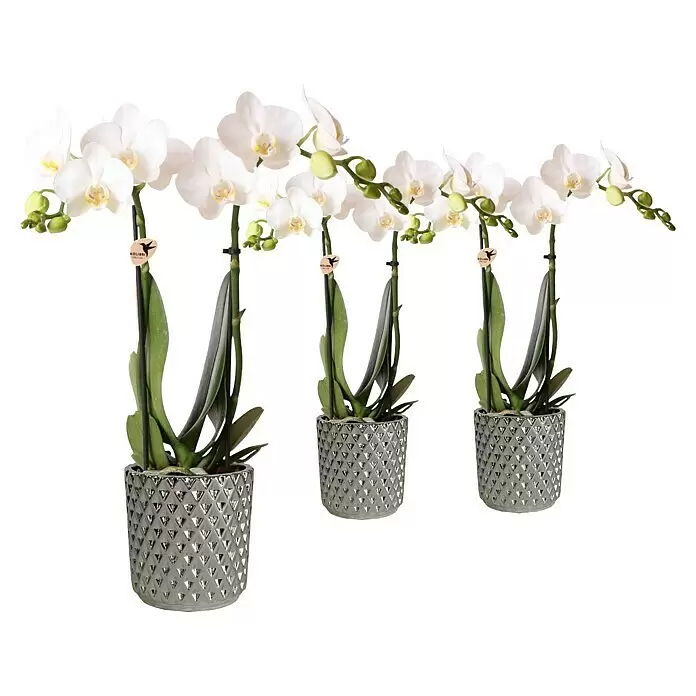 Piardino Schmetterlingsorchidee in Keramik pastellfarben - Phalaenopsis Hybride, Topfgröße: 9 cm, Sortenabhängig, Aufrecht - Drei weiße Orchideen mit grünen Blättern in grauen Pflanzgefäßen mit erhabenem geometrischem Muster.