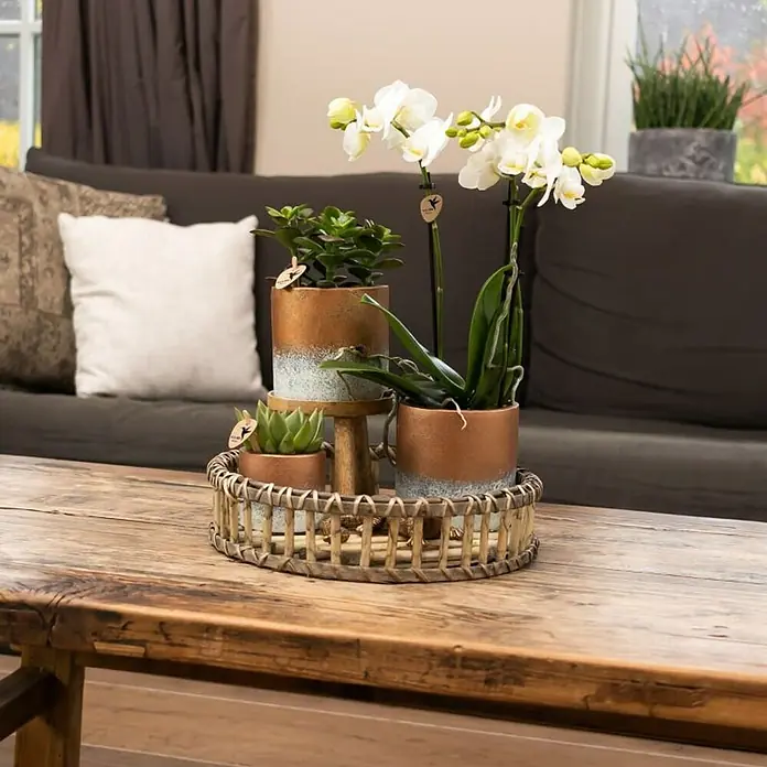 Piardino Schmetterlingsorchidee in Keramik Bronze/Grau - Phalaenopsis Hybride, Topfgröße: 9 cm, Sortenabhängig, Aufrecht - Ein dekoratives Arrangement aus Sukkulenten und einer Orchidee in stilvollen Töpfen auf einem rustikalen Holztisch, das Ambiente schafft.