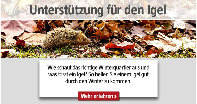 Igel im Herbst unterstützen