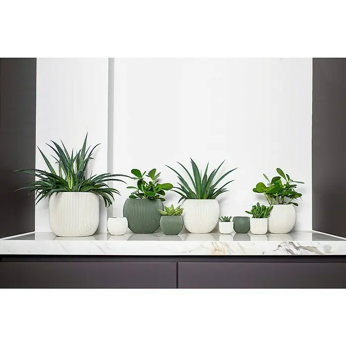 Capi Europe Übertopf rund Nature Groove - Außenmaß (Ø x H): 21,5 x 21,5 cm, Grün, Polyester - Eine Reihe Zimmerpflanzen in stilvollen Töpfen, die eine elegante Marmoroberfläche zieren und einen Hauch von Grün in den Raum bringen.