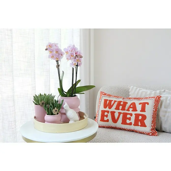 Piardino Schmetterlingsorchidee Arrangement - Gold Foot Pink - Rosa Orchideen und Sukkulenten in passenden Töpfen auf einem runden Beistelltisch, der eine frische und elegante Dekoration im Raum schafft.