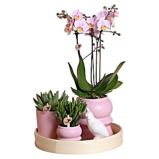 Piardino Zimmerpflanzen-Arrangement (Gold Foot Pink)