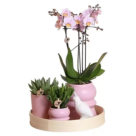 Piardino  Schmetterlingsorchidee Arrangement