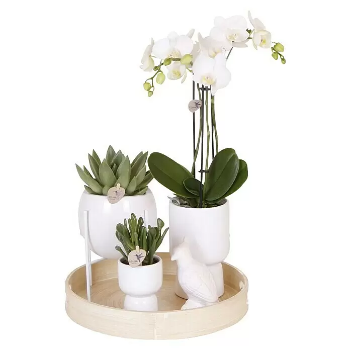 Piardino Schmetterlingsorchidee Arrangement - Bohemian White - Drei Topfpflanzen (weiße Orchidee, zwei Sukkulenten) und ein weißer Keramikvogel auf einem hellen Holzpräsentiertablett.