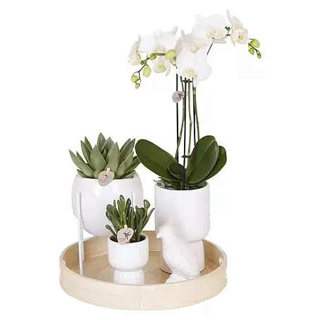 Piardino  Schmetterlingsorchidee Arrangement