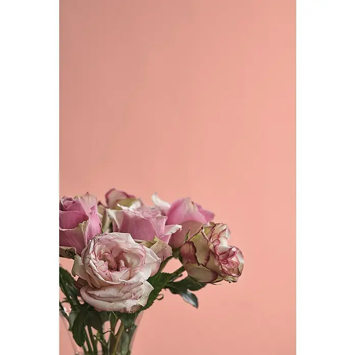 Alpina Wandfarbe Feine Farben - Kokette Sinnlichkeit, Matt, 2,5 l, Konservierungsmittelfrei - Nahaufnahme eines Rosenstraußes mit zarten rosa Blüten vor einem sanften, einfarbigen Hintergrund. Ein romantisches Stillleben.