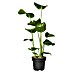 Piardino Paradijsvogelplant 