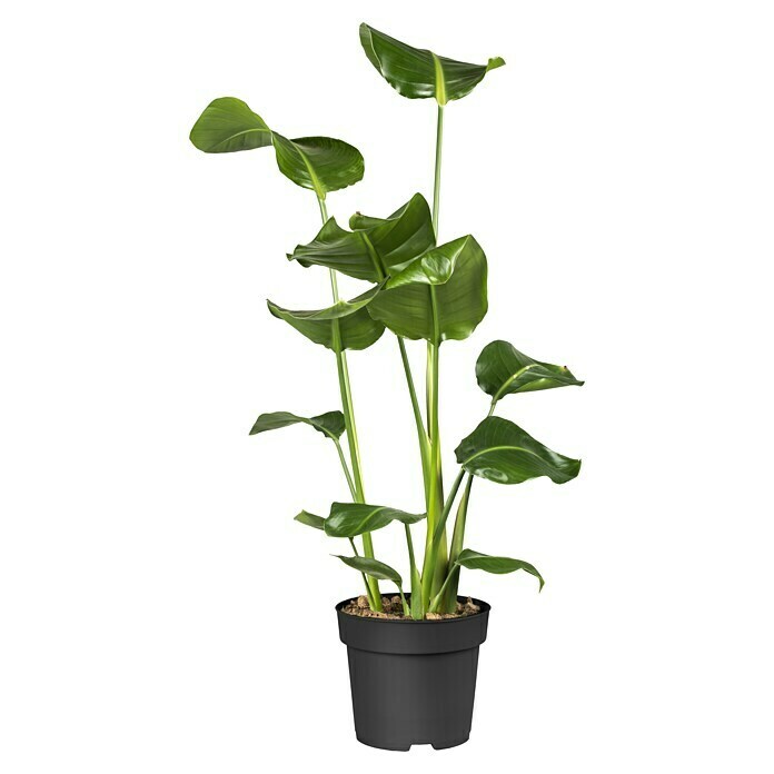 Piardino Paradijsvogelplant (Strelitzia nicolai, Potmaat: 19 cm) | BAUHAUS
