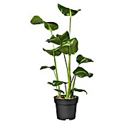 Piardino Paradijsvogelplant (Strelitzia nicolai, Potmaat: 19 cm) | BAUHAUS