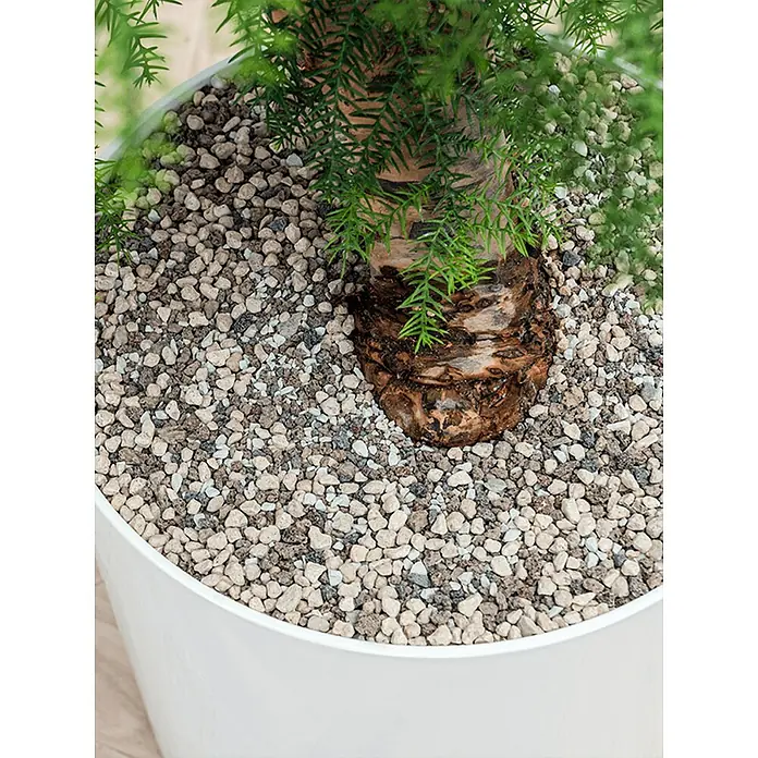 Piardino Zimmerpflanzen-Arrangement Grünpflanze in Vulkastrat - Howea forsteriana, Plain, 36 x 215 cm - Nahaufnahme einer Zimmerpflanze in einem Topf, die mit kleinen Steinen bedeckt ist.