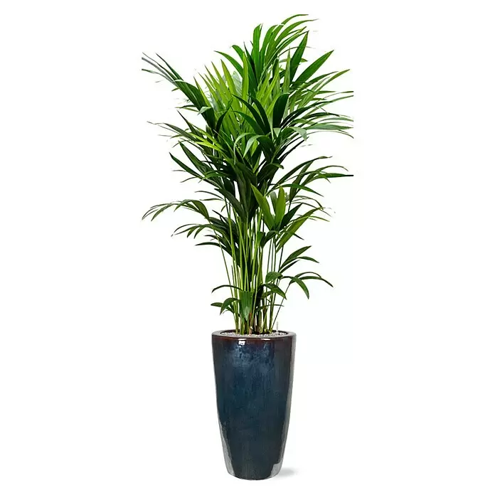 Piardino Zimmerpflanzen-Arrangement Grünpflanze in Vulkastrat - Howea forsteriana, Plain, 36 x 215 cm - Hohe grüne Topfpflanze in einem dunkelblauen, glänzenden Keramiktopf.