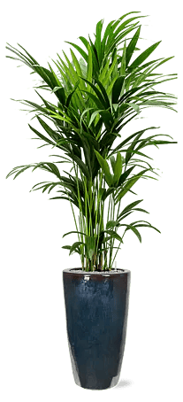 philodendron scadens Philodendron Scandens mesh rack houseplant – buy online main image 0