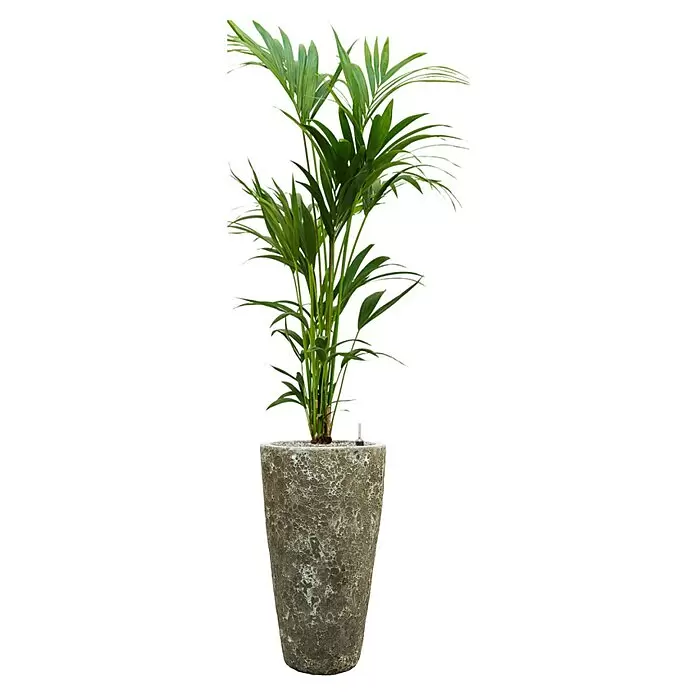 Piardino Zimmerpflanzen-Arrangement Grünpflanze in VulkastratHowea forsteriana, Baq Lava Braun, 35 x 180 cm