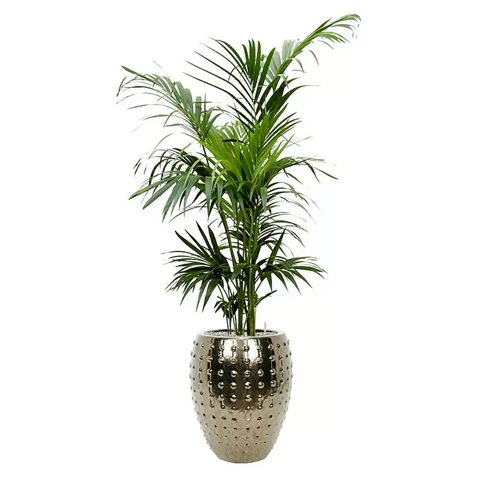 Piardino Zimmerpflanzen-Arrangement Grünpflanze in VulkastratHowea forsteriana, Laos, 44 x 190 cm