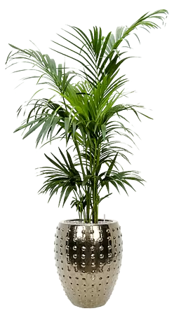 Piardino Zimmerpflanzen-Arrangement Grnpflanze in Vulkastrat - Howea  forsteriana, Laos, 44 x 190 cm online kaufen bei BAUHAUS