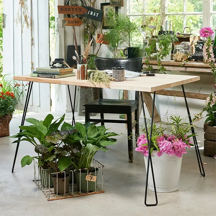 Wagner System Möbelfuß Hairpin Twist - Höhe: 710 mm, Stahl, Schwarz - Helle Holzplatte mit schwarzen Haarnadelbeinen, die einen modernen Tisch im Landhausstil bilden, umgeben von Pflanzen und Blumen.