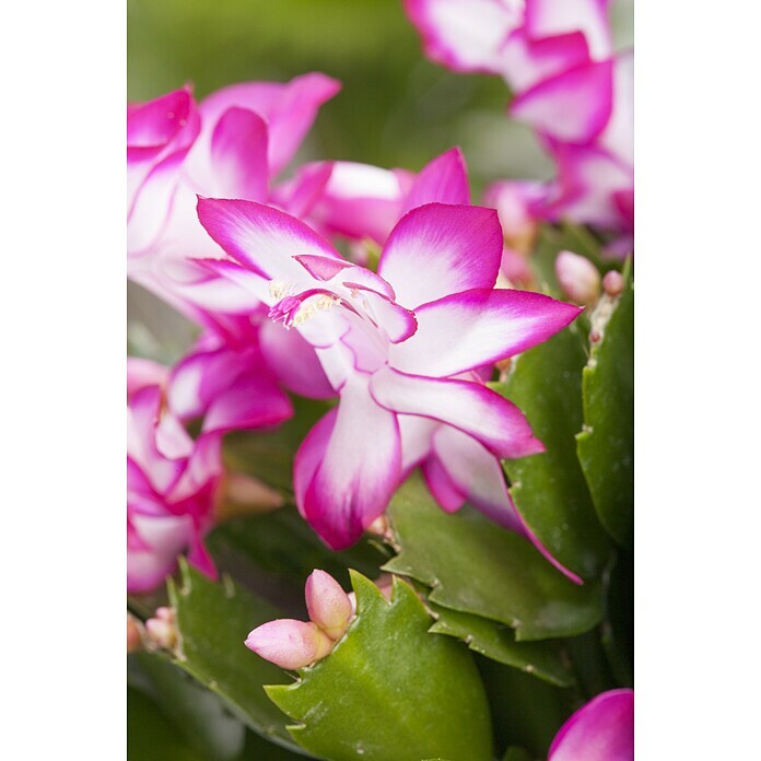 Piardino Weihnachtskaktus in Farben gemischt (Schlumbergera bridgesii, Topfgröße: 13 cm) | BAUHAUS