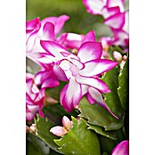 Piardino Weihnachtskaktus in Farben gemischt (Schlumbergera bridgesii, Topfgröße: 13 cm) | BAUHAUS