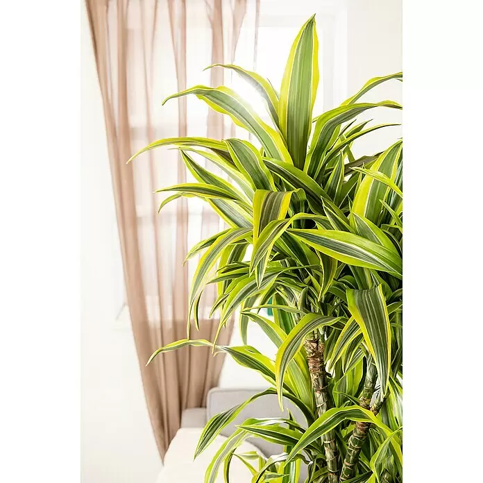 Piardino Drachenbaum XXL - Dracaena fragrans 'Lemon Lime', Topfgröße: 27 cm, Dunkelgrün - Eine lebendige Dracaena Zimmerpflanze mit grün-gelb panaschierten Blättern und holzigen Stämmen, als natürliche Dekoration im Raum.