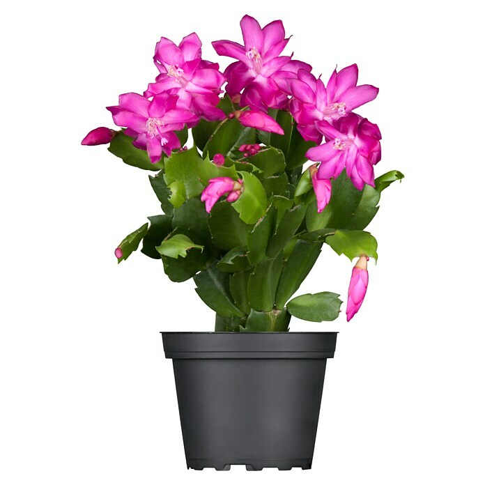 Piardino Weihnachtskaktus in Farben gemischt (Schlumbergera bridgesii, Topfgröße: 13 cm) | BAUHAUS