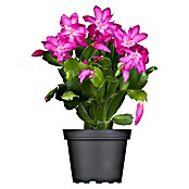 Piardino Weihnachtskaktus in Farben gemischt (Schlumbergera bridgesii, Topfgröße: 13 cm) | BAUHAUS