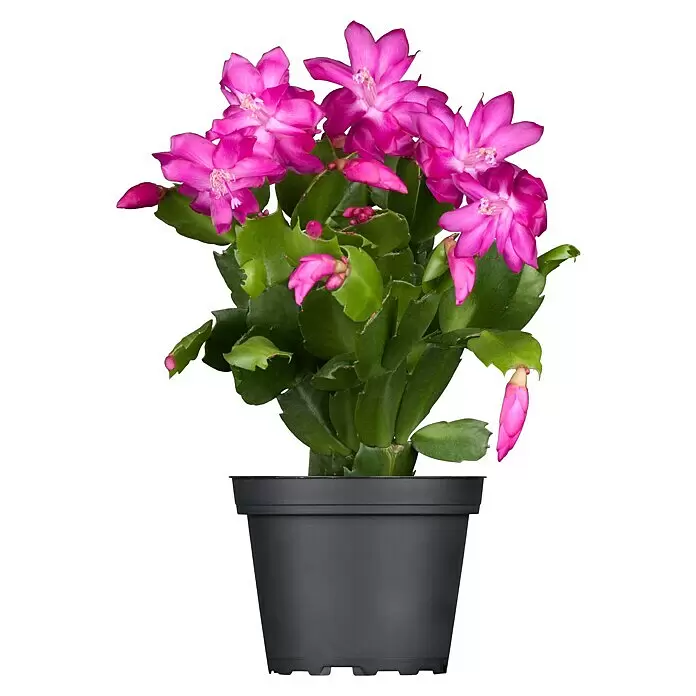 Piardino Weihnachtskaktus in Farben gemischt - Schlumbergera bridgesii, Topfgröße: 13 cm - Blühender Weihnachtskaktus mit leuchtend rosa Blüten in einem dunkelgrauen Topf.