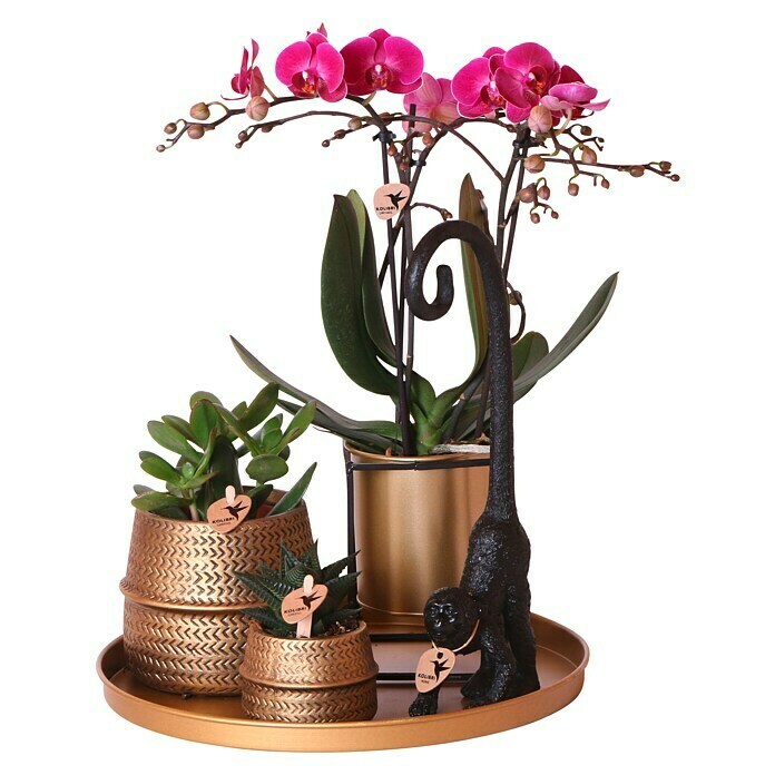 Piardino Zimmerpflanzen-Arrangement Exclusiv (Hotel Chic, Phalaenopsis multiflora & Sukkulente i.S.) | BAUHAUS