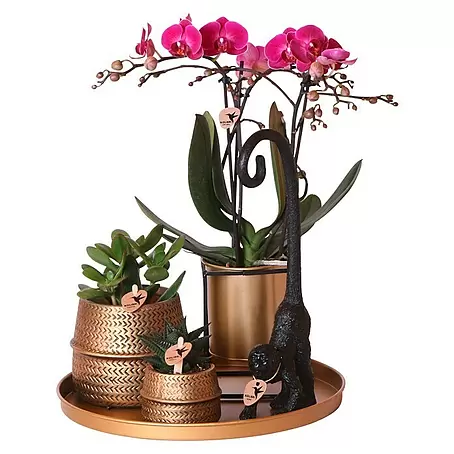 Piardino  Zimmerpflanzen-Arrangement Exclusiv