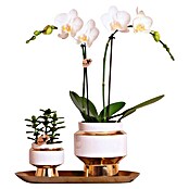 Piardino Zimmerpflanzen-Arrangement (Lush Life Gold, Phalaenopsis multiflora & Sukkulente i.S.) | BAUHAUS