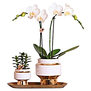 Piardino Zimmerpflanzen-Arrangement (Lush Life Gold, Phalaenopsis multiflora & Sukkulente i.S.)