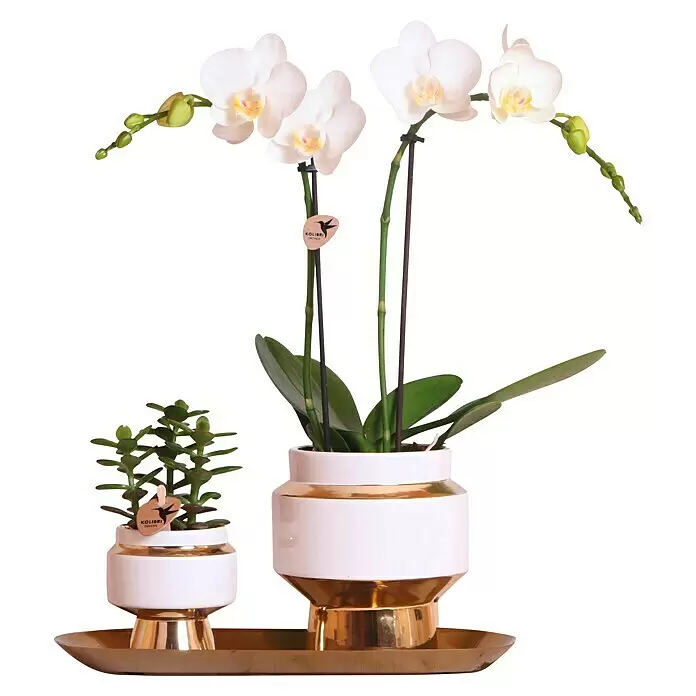 Piardino Schmetterlingsorchidee Arrangement - Lush Life Gold, Phalaenopsis multiflora & Sukkulente i.S. - Zwei Topfpflanzen, eine weiße Orchidee und ein grüner Sukkulent, in weiß-goldenen Töpfen auf einem goldenen Tablett.