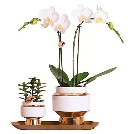 Piardino  Schmetterlingsorchidee Arrangement