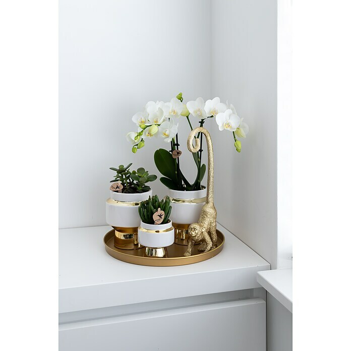 Piardino Zimmerpflanzen-Arrangement Exclusiv (Luxury Living, Phalaenopsis multiflora & Sukkulente i.S.) | BAUHAUS