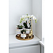 Piardino Zimmerpflanzen-Arrangement Exclusiv (Luxury Living, Phalaenopsis multiflora & Sukkulente i.S.) | BAUHAUS