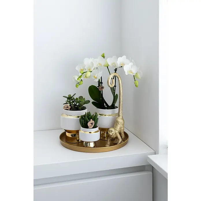 Piardino Zimmerpflanzen-Arrangement ExclusivLuxury Living, Phalaenopsis multiflora & Sukkulente i.S. - Nahaufnahme von Pflanzen in weißen und goldenen Töpfen mit einer goldenen Affenstatue auf einem goldenen Tablett.