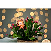 Piardino Weihnachtskaktus in Farben gemischt (Schlumbergera bridgesii, Topfgröße: 13 cm) | BAUHAUS