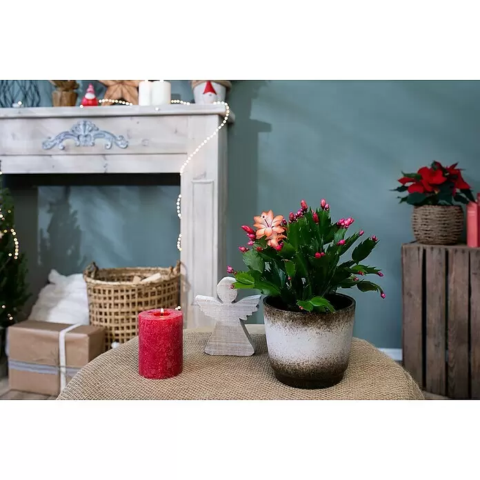 Piardino Weihnachtskaktus in Farben gemischt - Schlumbergera bridgesii, Topfgröße: 13 cm - Ein lebendiger Weihnachtskaktus mit orangefarbenen und rosafarbenen Blüten in einem dekorativen Topf, umgeben von festlicher Weihnachtsdeko.