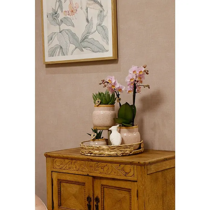 Piardino Schmetterlingsorchidee Exclusiv - Excusiv Romantic, Phalaenopsis multiflora & Sukkulente i.S. - Dekorative Anordnung mit Topfpflanzen und Zierschale auf einem rustikalen Holzschrank, darüber ein gerahmtes Pflanzenbild.