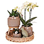 Piardino Zimmerpflanzen-Arrangement Exclusiv (Into the Jungle, Phalaenopsis multiflora & Sukkulente i.S.) | BAUHAUS