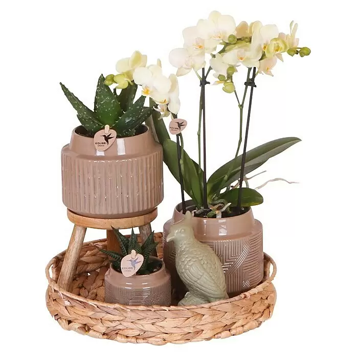 Piardino Schmetterlingsorchidee Exclusiv - Into the Jungle, Phalaenopsis multiflora & Sukkulente i.S. - Arrangement aus Topfpflanzen (Orchideen, Sukkulenten) in beigefarbenen Keramiktöpfen, mit hellgrüner Keramikvogel-Figur auf einem geflochtenen Weidekorb.