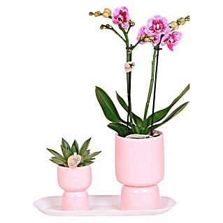 Piardino Zimmerpflanzen-Arrangement (Floral Blush, Phalaenopsis multiflora & Sukkulente i.S.)