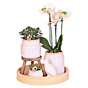 Piardino Zimmerpflanzen-Arrangement Exclusiv (Vintage White, Phalaenopsis multiflora & Sukkulente i.S.) | BAUHAUS