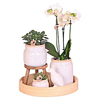 Piardino Zimmerpflanzen-Arrangement Exclusiv (Vintage White, Phalaenopsis multiflora & Sukkulente i.S.)