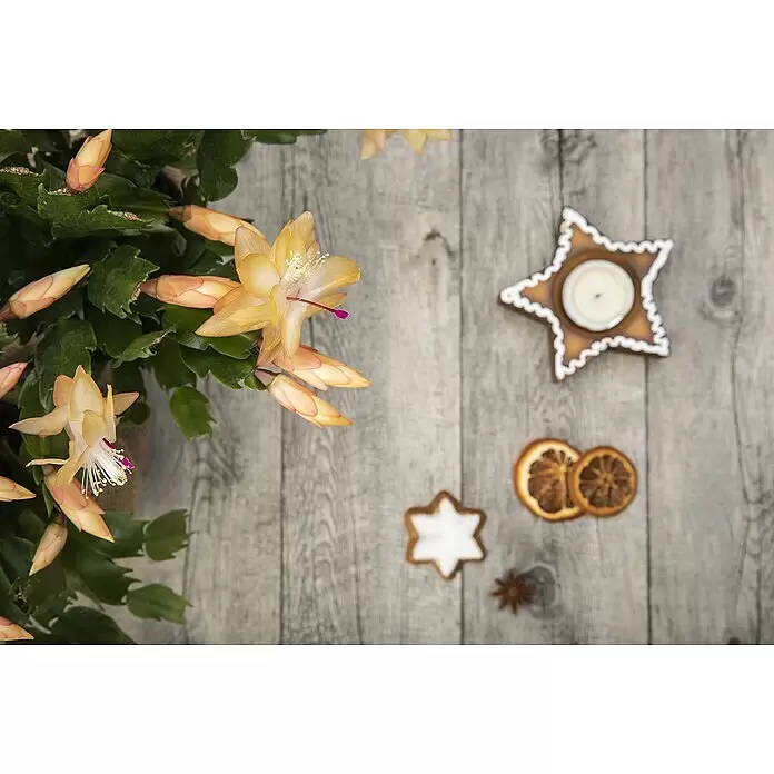 Piardino Weihnachtskaktus in Farben gemischt - Schlumbergera bridgesii, Topfgröße: 13 cm - Blühender Weihnachtskaktus mit hellorangefarbenen Blüten und Knospen, umgeben von sternförmigen Dekorationen und getrockneten Orangen auf Holz.