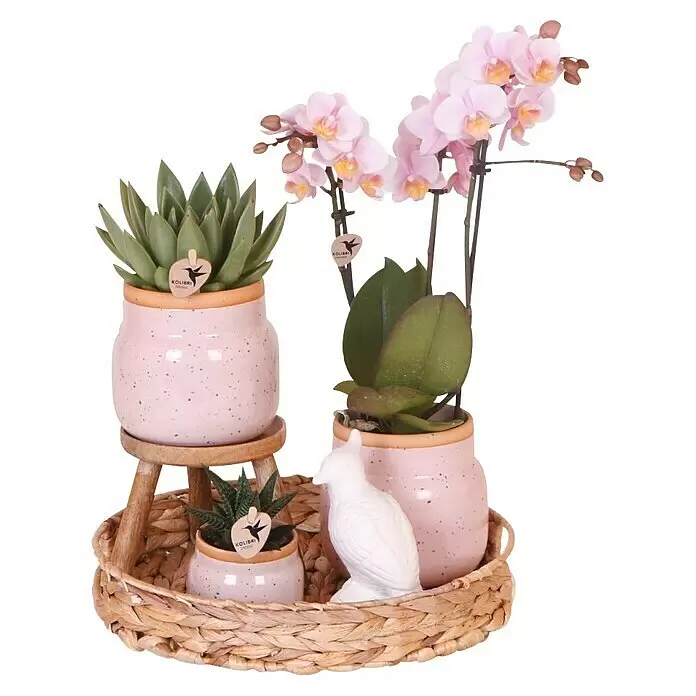 Piardino Schmetterlingsorchidee Exclusiv - Excusiv Romantic, Phalaenopsis multiflora & Sukkulente i.S. - Dekoratives Set aus rosafarbenen gesprenkelten Keramiktöpfen mit rosa Orchideen und grünen Sukkulenten, in einem Korb mit weißer Vogelfigur.