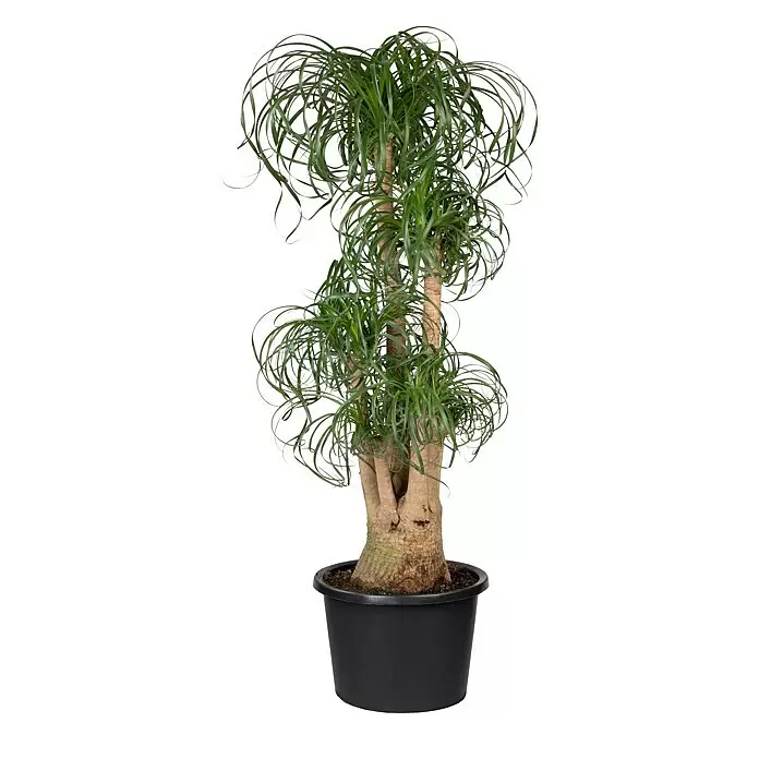 Piardino Elefantenfuß - Beaucarnea recurvata, Topfgröße: 45 cm - Grüne Zopfpalme in einem schwarzen Topf.