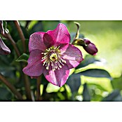 Piardino Christrose (Helleborus Hybride Ice n Roses, Topfgröße: 14 cm, Weiß/Rosa) | BAUHAUS