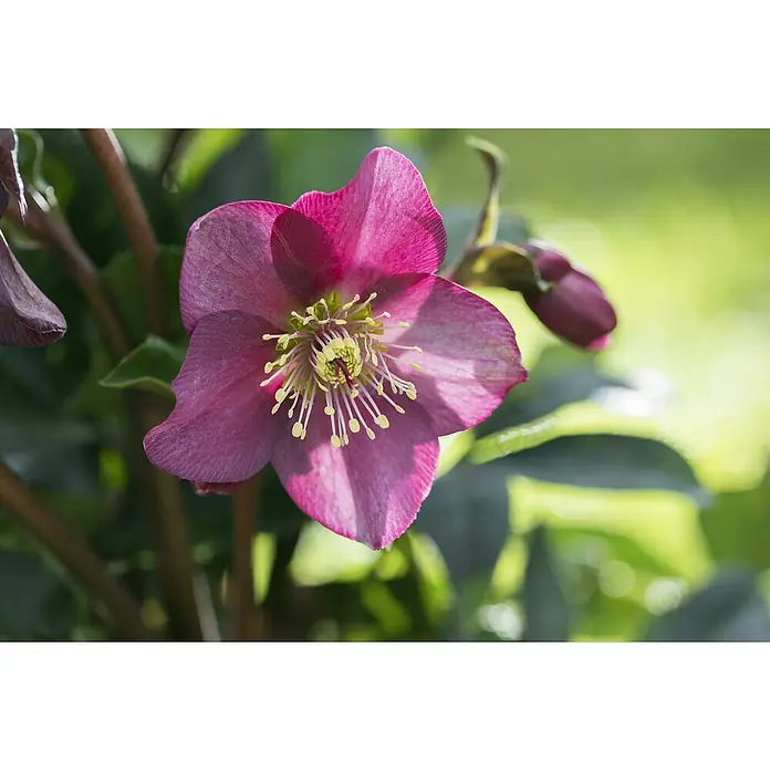Piardino ChristroseHelleborus Hybride Ice n Roses, Topfgröße: 14 cm, Weiß/Rosa - Nahaufnahme einer purpurfarbenen Christrose mit zarten Blütenblättern und gelben Staubgefäßen, umgeben von grünem Laub.