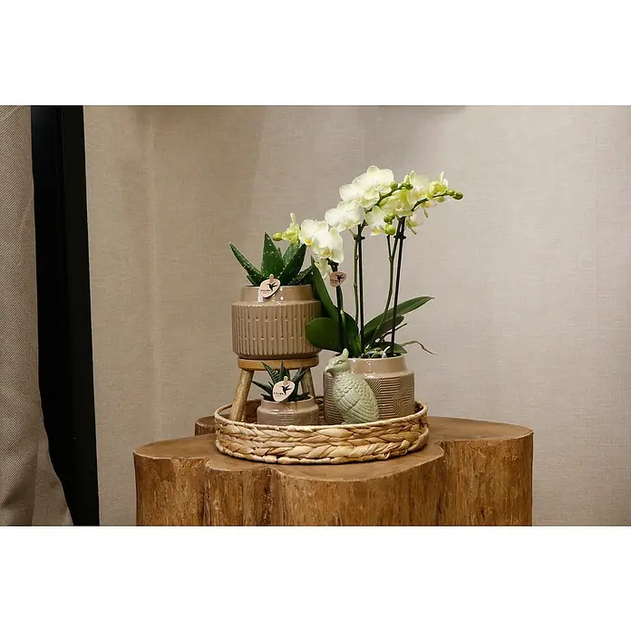Piardino Schmetterlingsorchidee Exclusiv - Into the Jungle, Phalaenopsis multiflora & Sukkulente i.S. - Arrangement mit Aloe- und Orchideenpflanzen in beigen Töpfen und einer dekorativen Eule auf einem Holzstumpf.